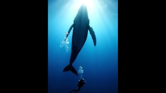 哈利波特7 - 深蓝星球：探索海洋深处的未知世界